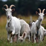 goats-6837737_1280